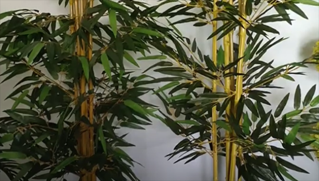 Pohon Bambu Kuning/Foto:  tangkap layar YouTube Berkah Florist 2